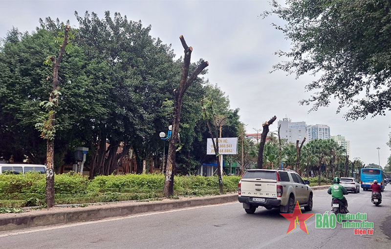 Di dời cây xanh trên Đường Hoàng Quốc Việt để xén dải phân cách